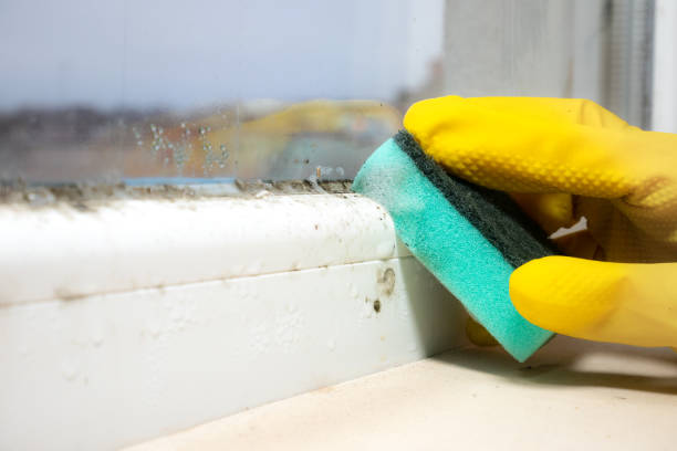 Best Emergency Mold Removal  in St James City, FL